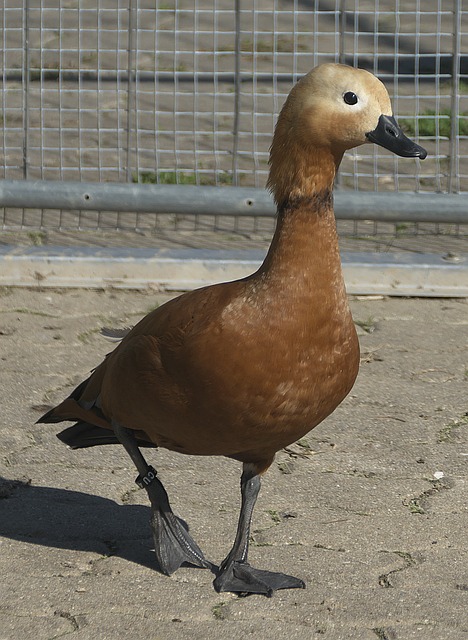 美职联